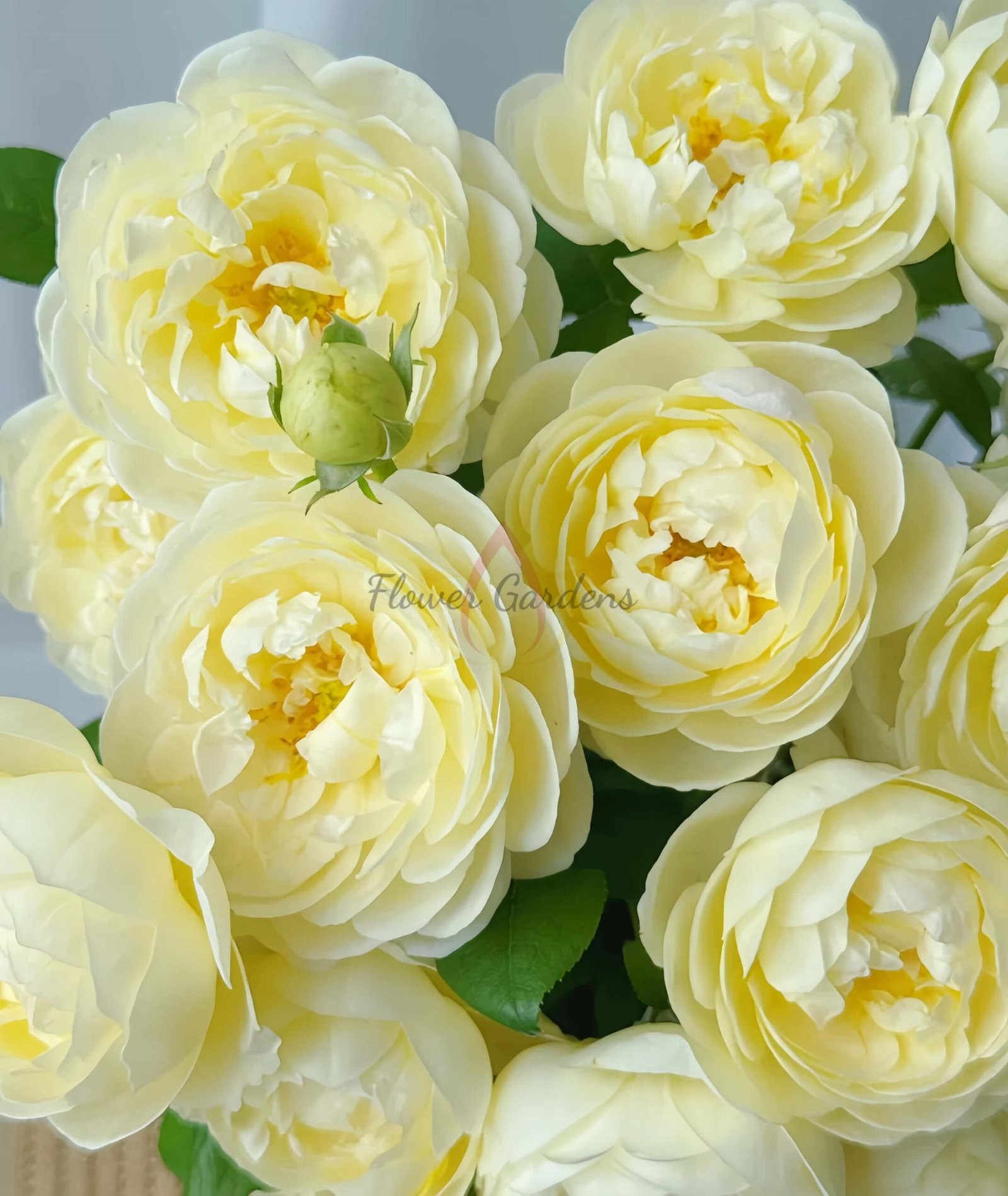 Vellow Ambridge Rose丨Flower Gardens