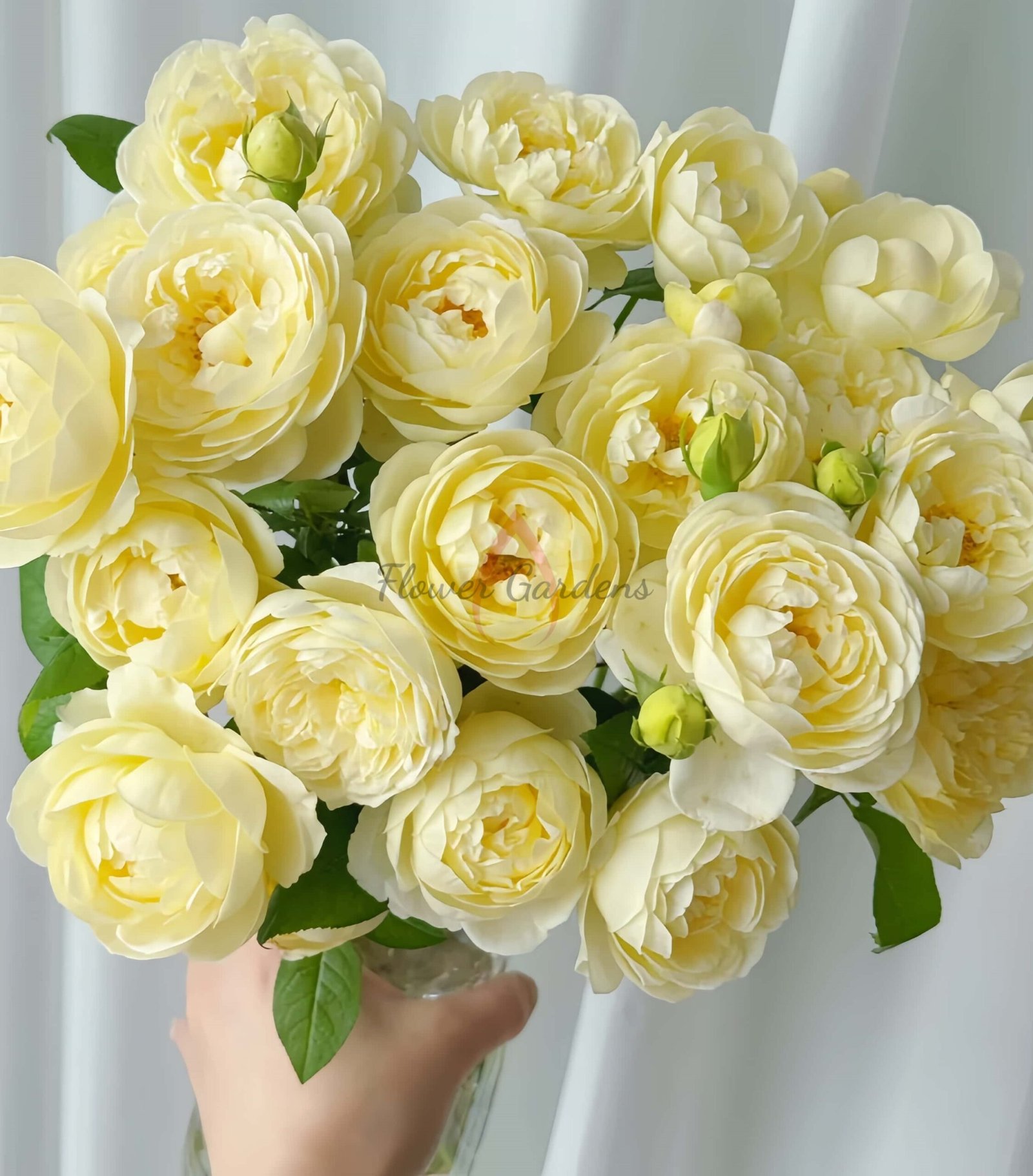 Vellow Ambridge Rose for sale丨Flower Gardens