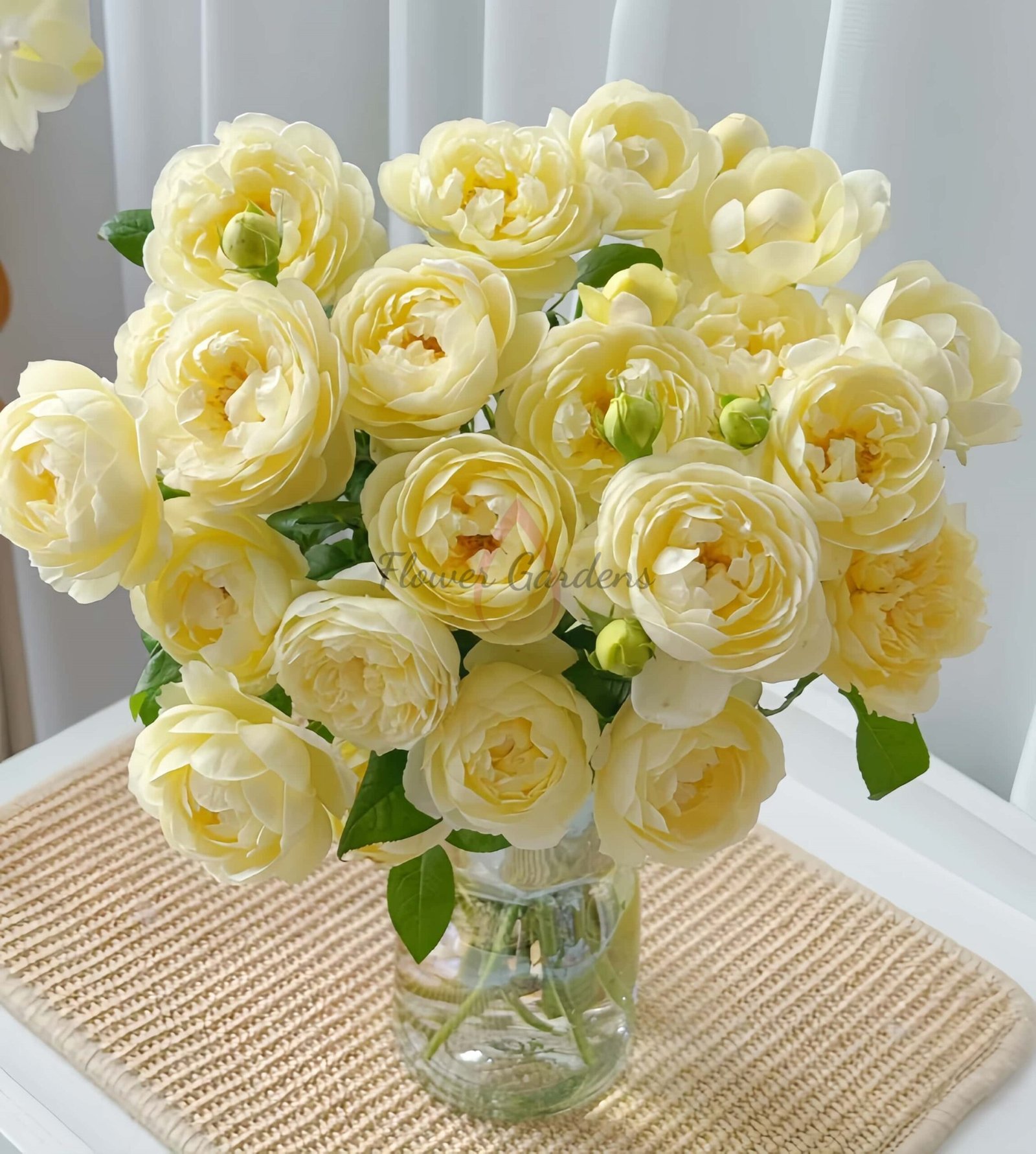 Vellow Ambridge Rose丨Flower Gardens