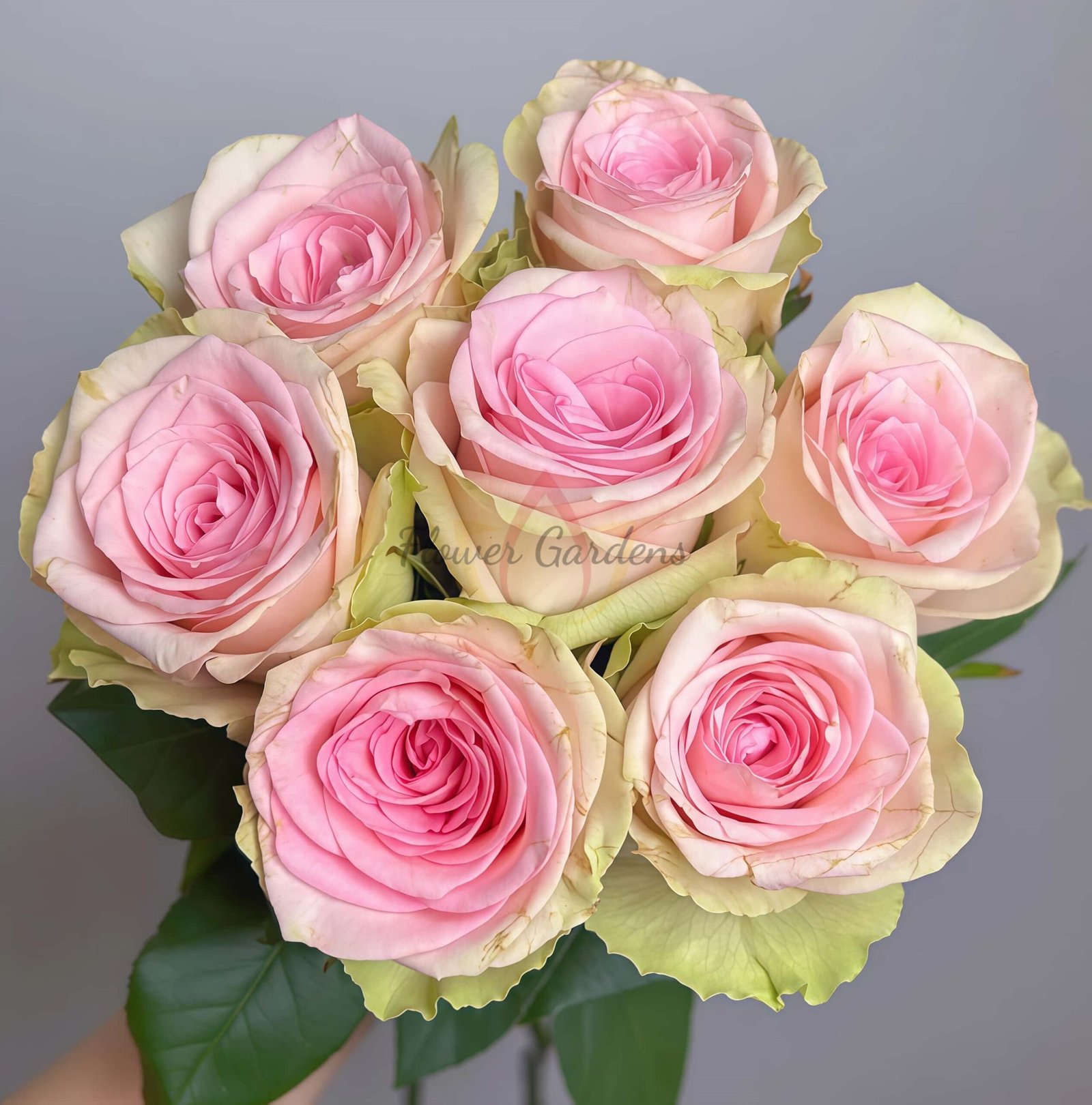 Vitara Rose丨Flower Gardens