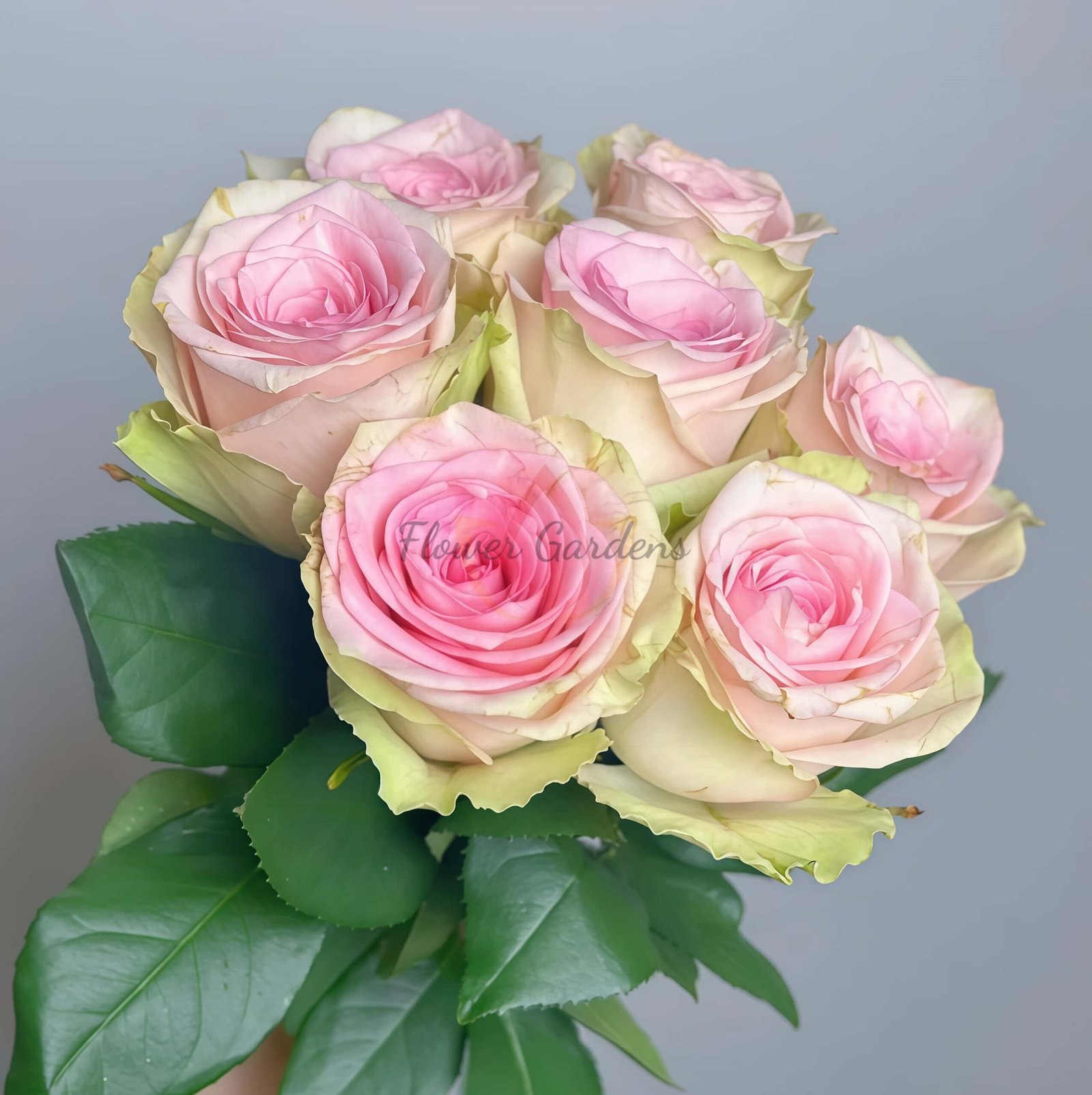 Vitara Rose for sale丨Flower Gardens