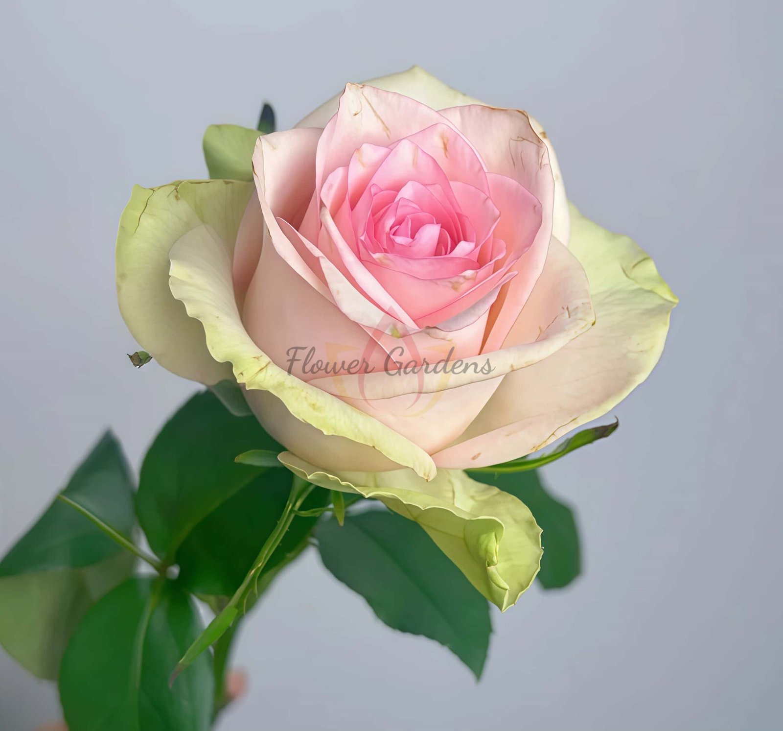 Vitara Rose丨Flower Gardens