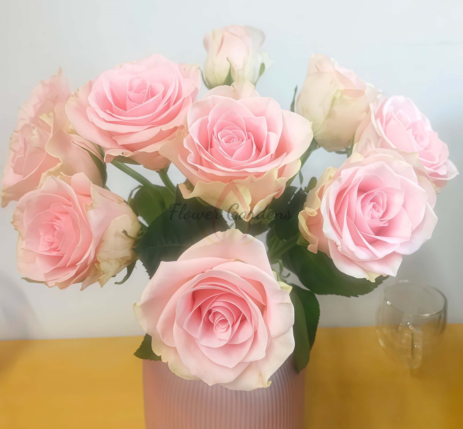 Vitara Rose plant丨Flower Gardens