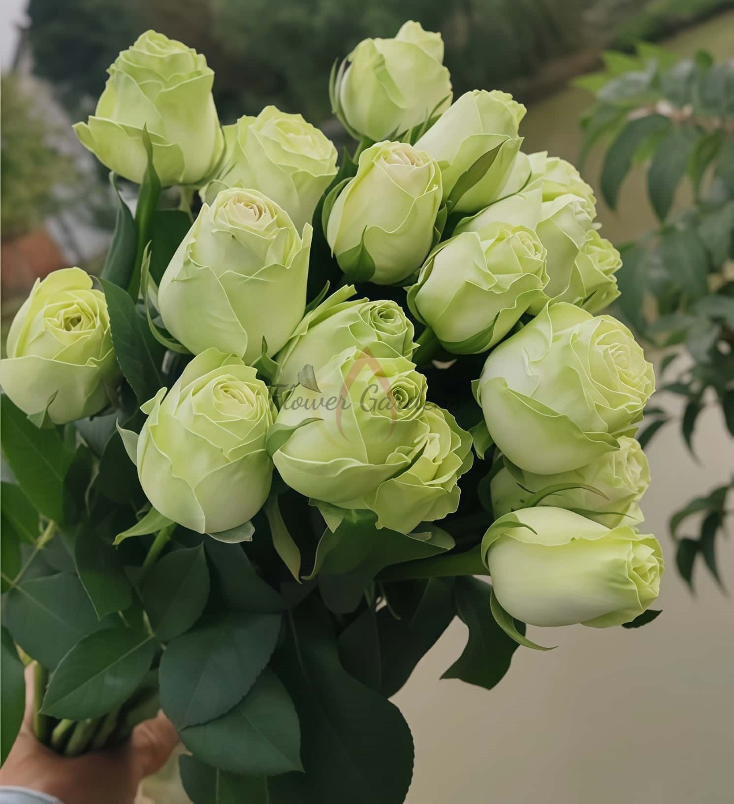 Wakana Rose丨Flower Gardens