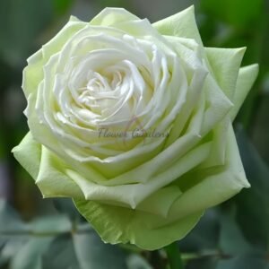 Wakana Rose for sale丨Flower Gardens