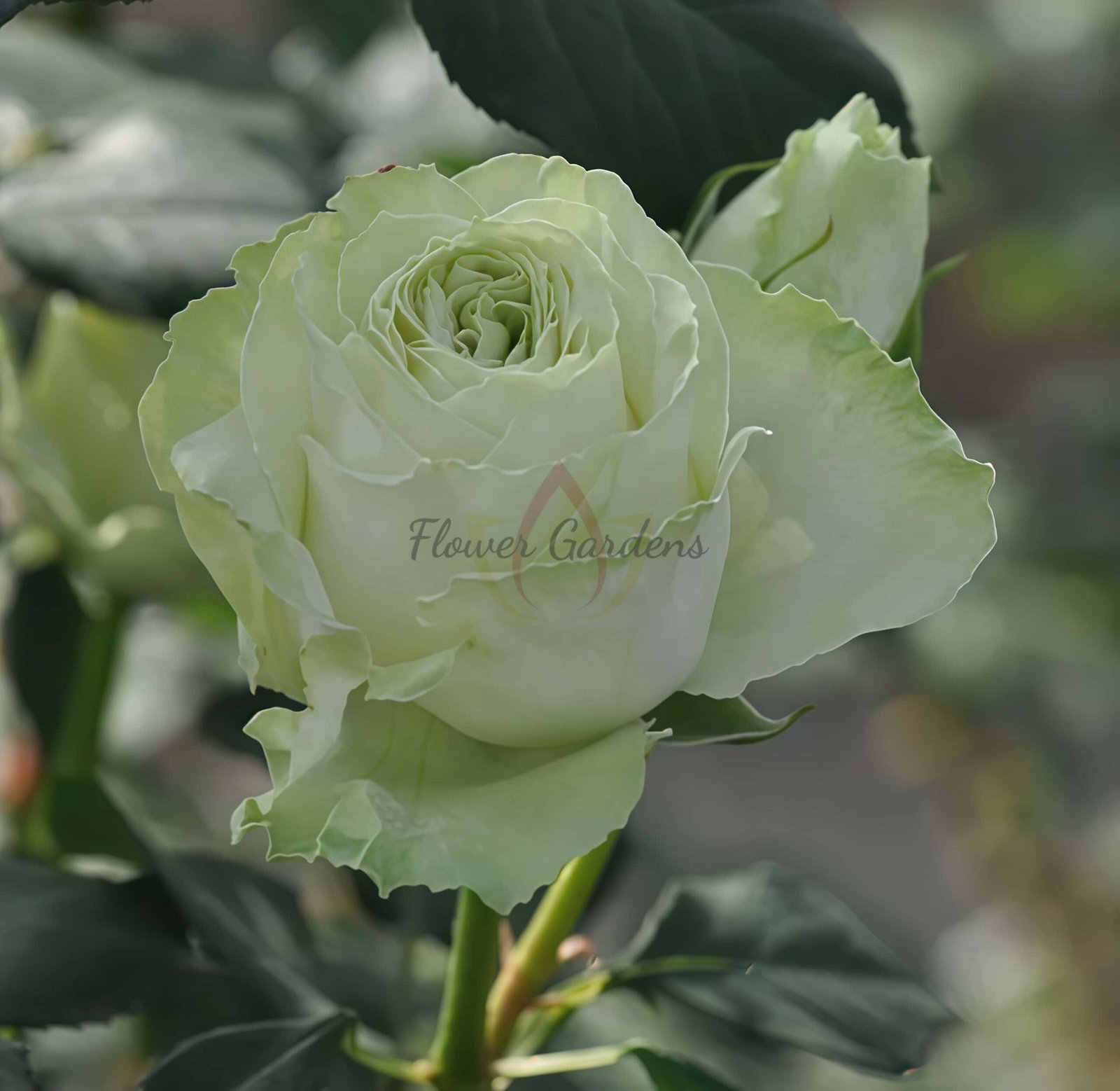 Wakana Rose丨Flower Gardens