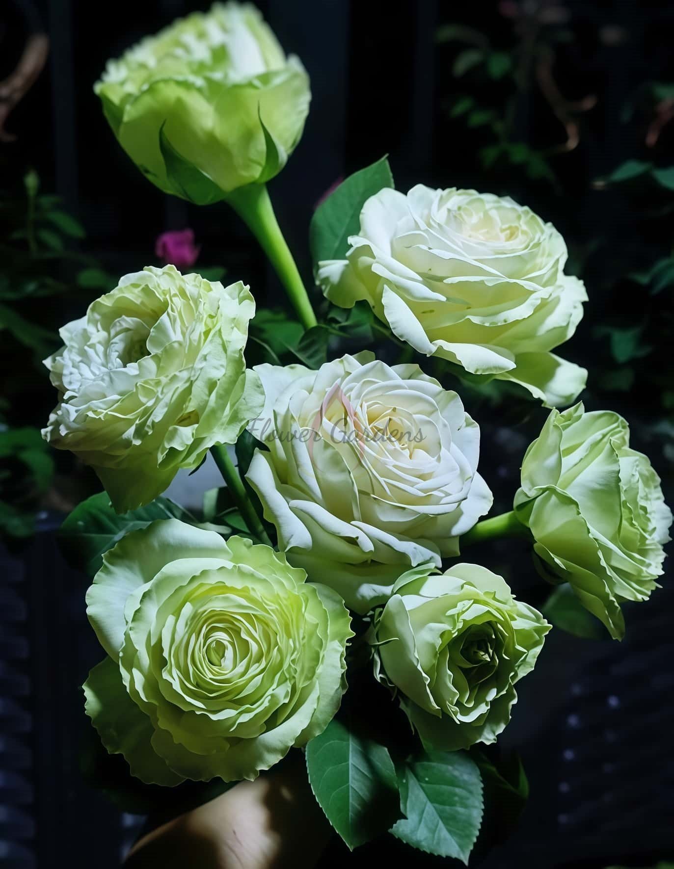 Wakana Rose plant丨Flower Gardens