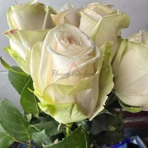 Wedding Spirit Rose丨Flower Gardens