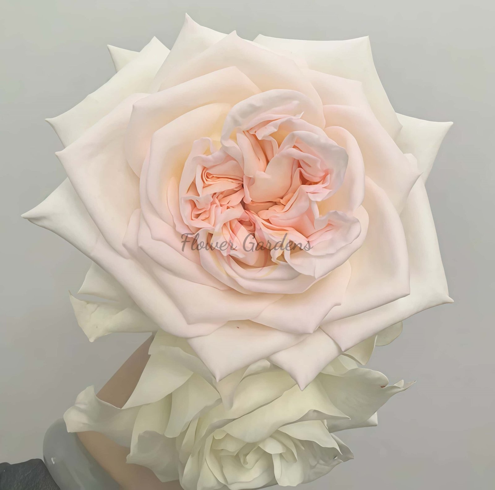 White O'Hara Rose丨Flower Gardens