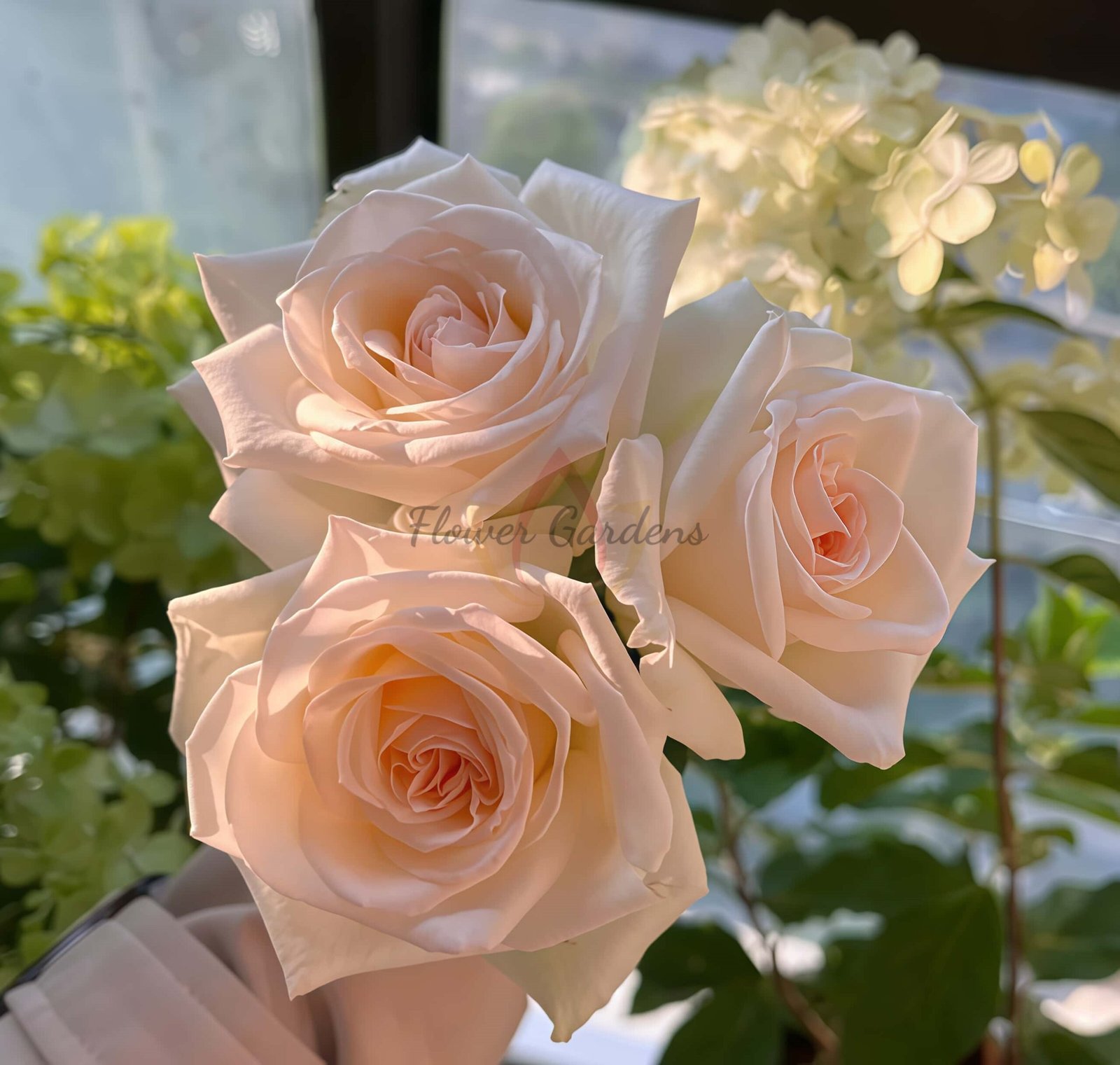 White O'Hara Rose plant丨Flower Gardens