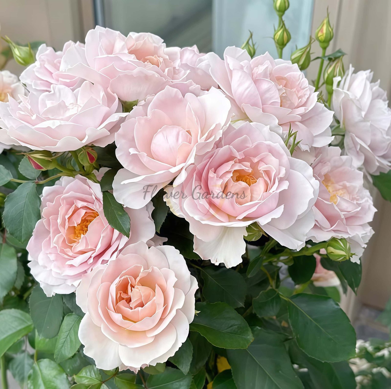 Wushixian Rose for sale丨Flower Gardens