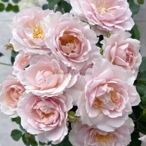 Wushixian Rose丨Flower Gardens