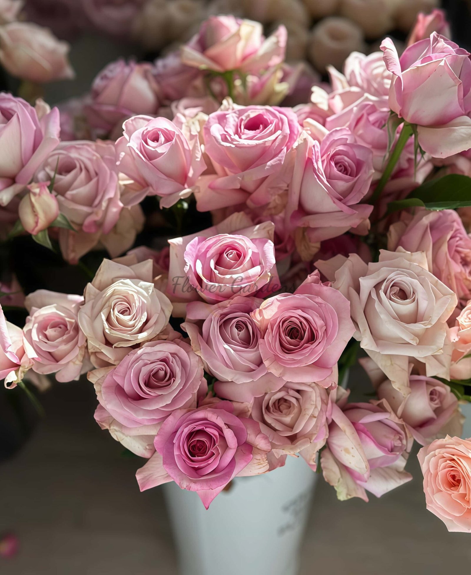 Xianfendai Rose丨Flower Gardens