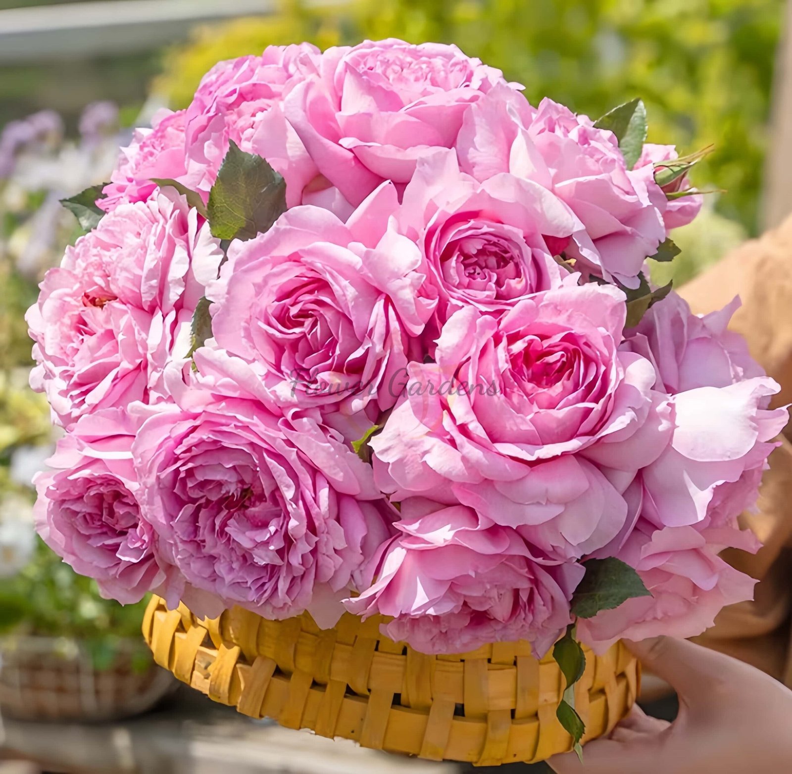 Xianji Rose丨Flower Gardens