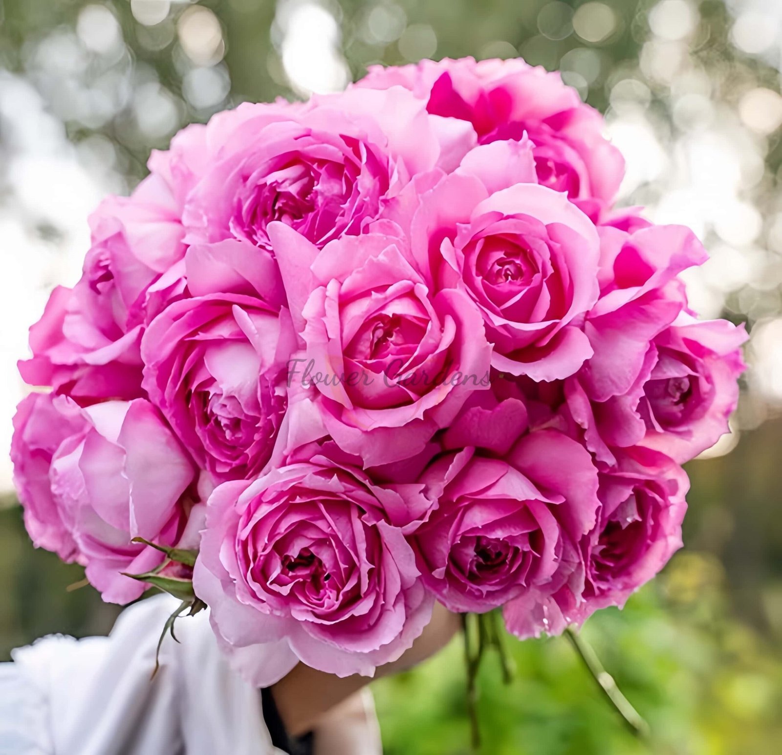 Xianji Rose for sale丨Flower Gardens