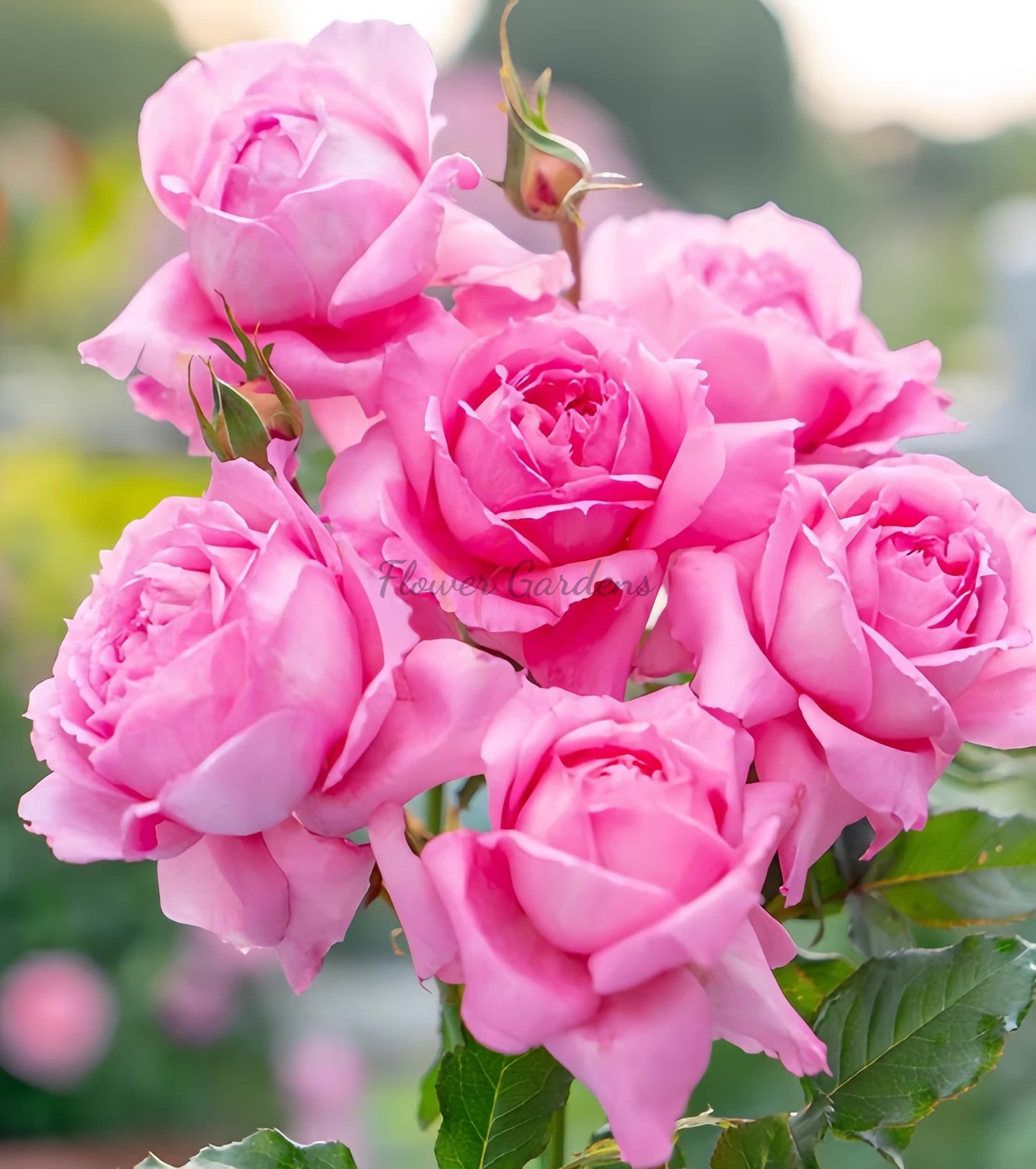 Xianji Rose丨Flower Gardens