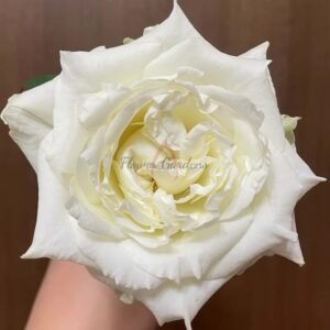 Xiaojie Rose丨Flower Gardens