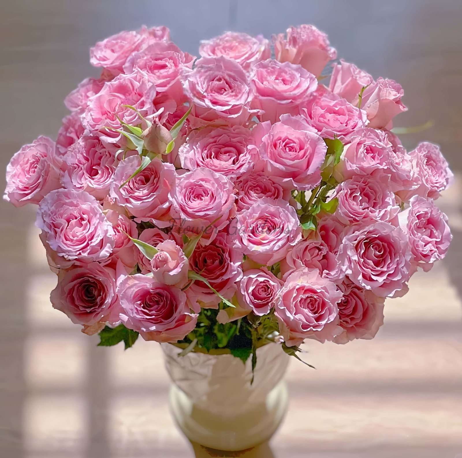 Xiyao Rose for sale丨Flower Gardens