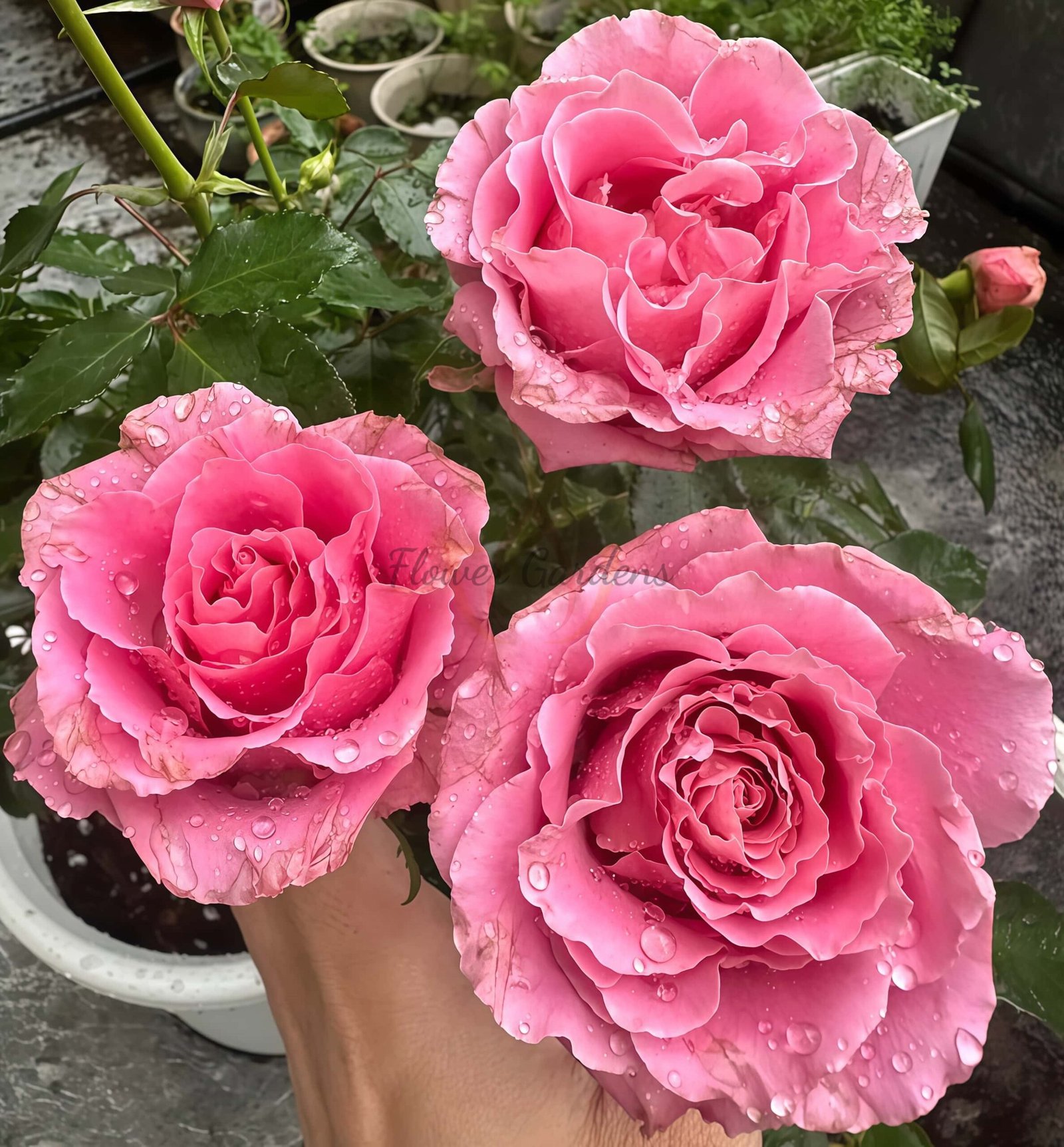 Xiyao Rose丨Flower Gardens