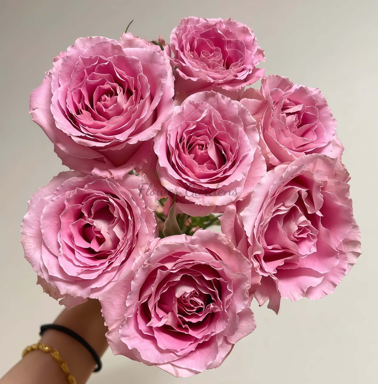 Xiyao Rose plant丨Flower Gardens