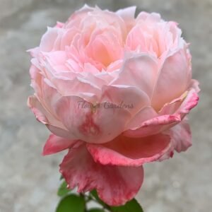 Xuemeiniang Rose plant丨Flower Gardens