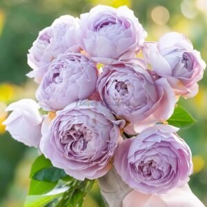 Yanxiake Rose for sale丨Flower Gardens