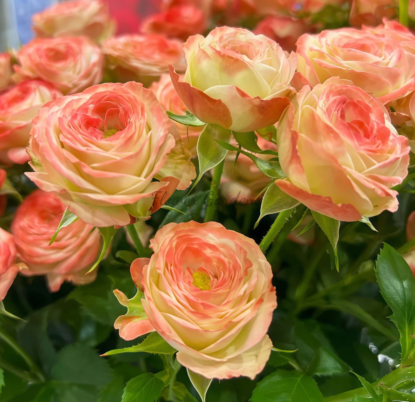 Yecaomei Rose丨Flower Gardens