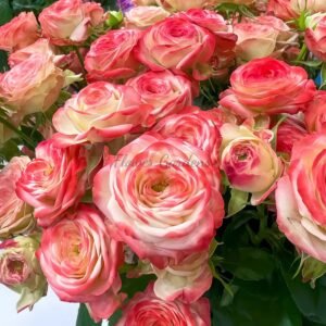 Yecaomei Rose for sale丨Flower Gardens