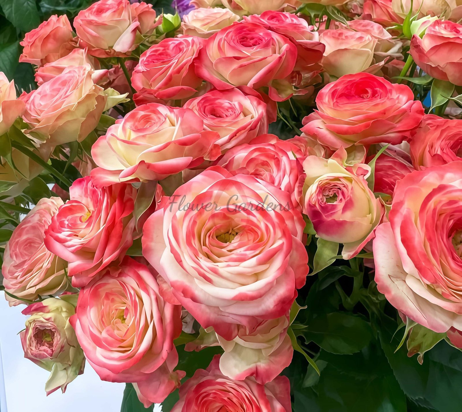 Yecaomei Rose for sale丨Flower Gardens