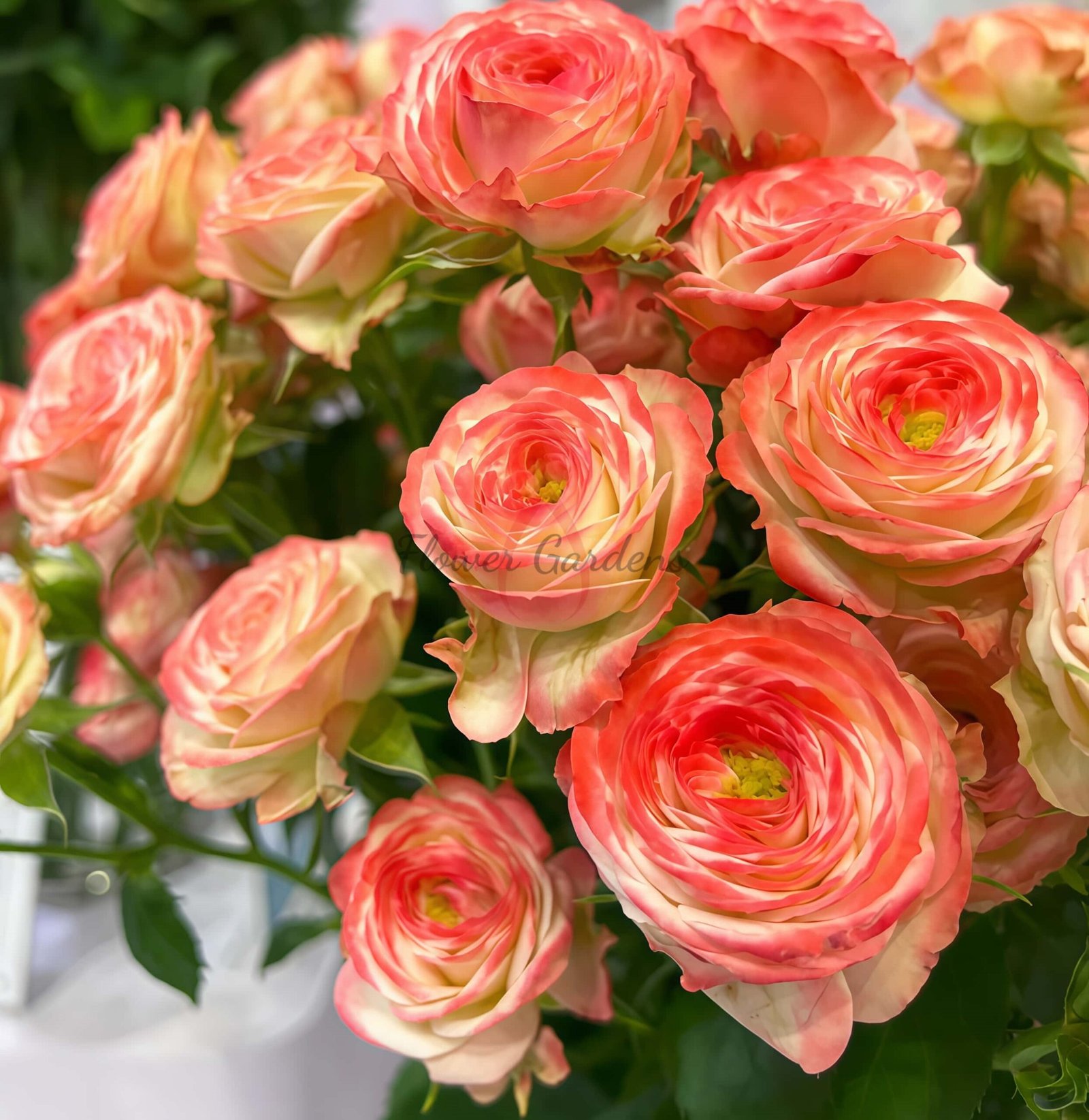 Yecaomei Rose plant丨Flower Gardens