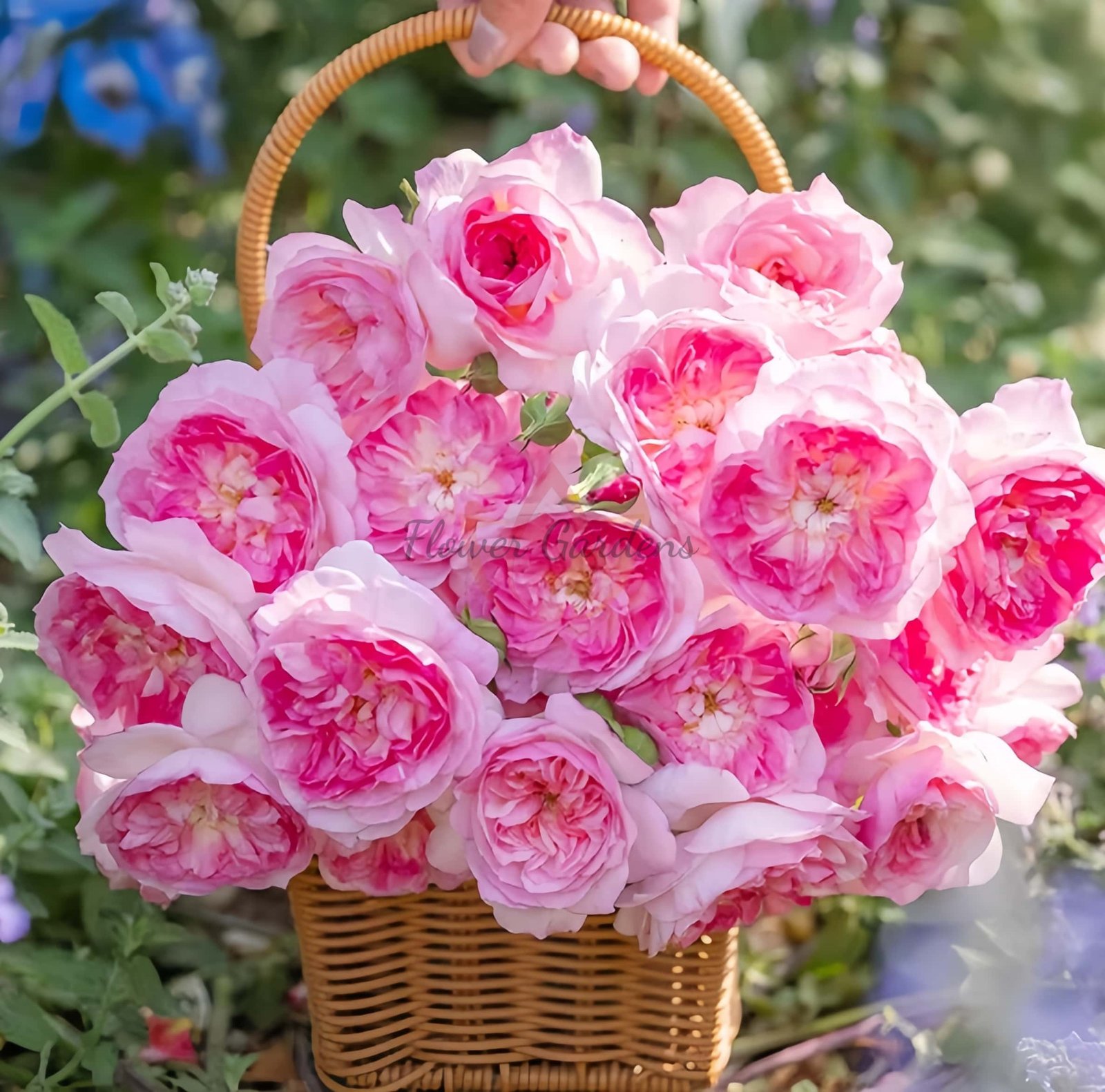 Zhijin Rose丨Flower Gardens