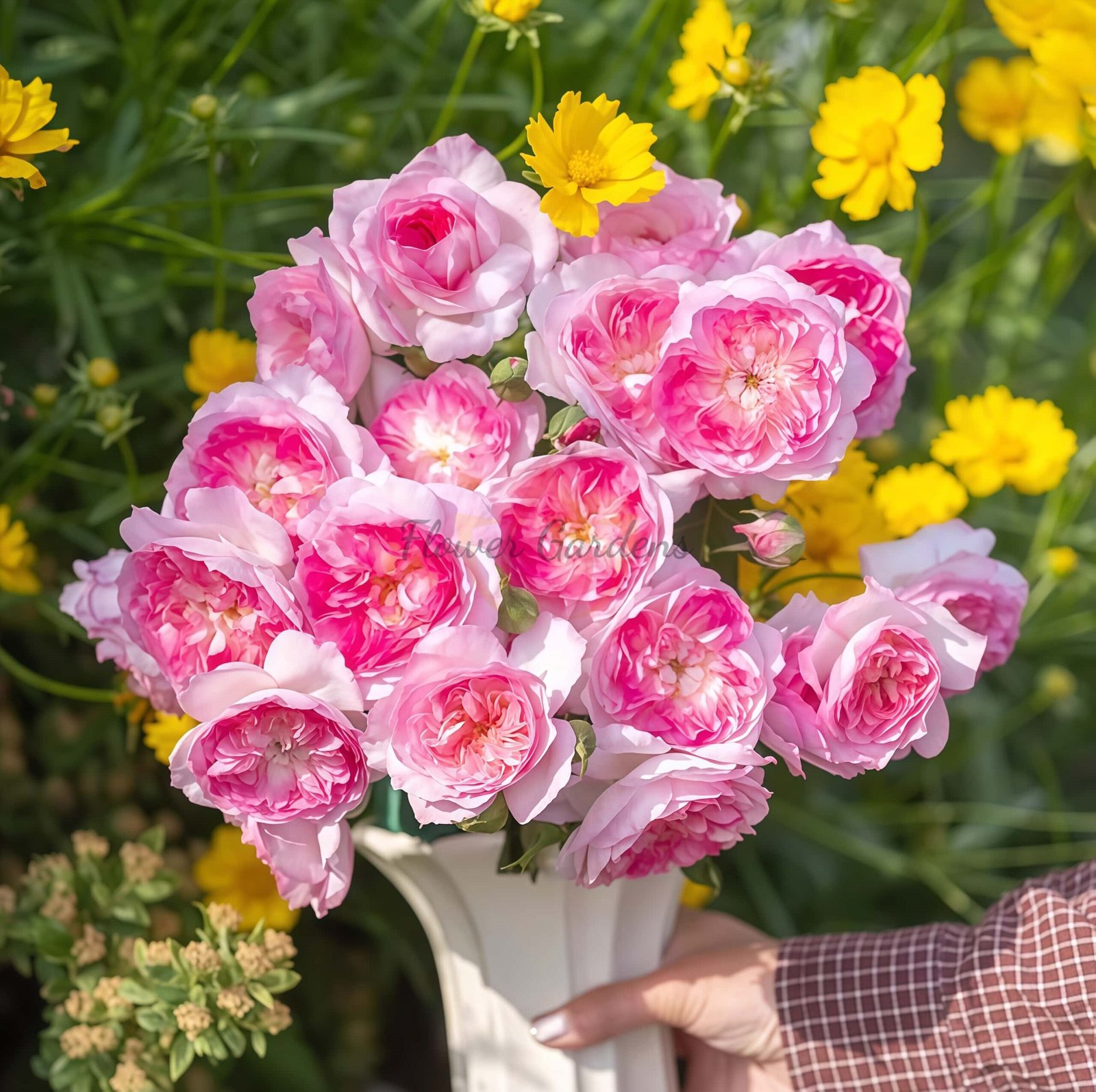 Zhijin Rose for sale丨Flower Gardens