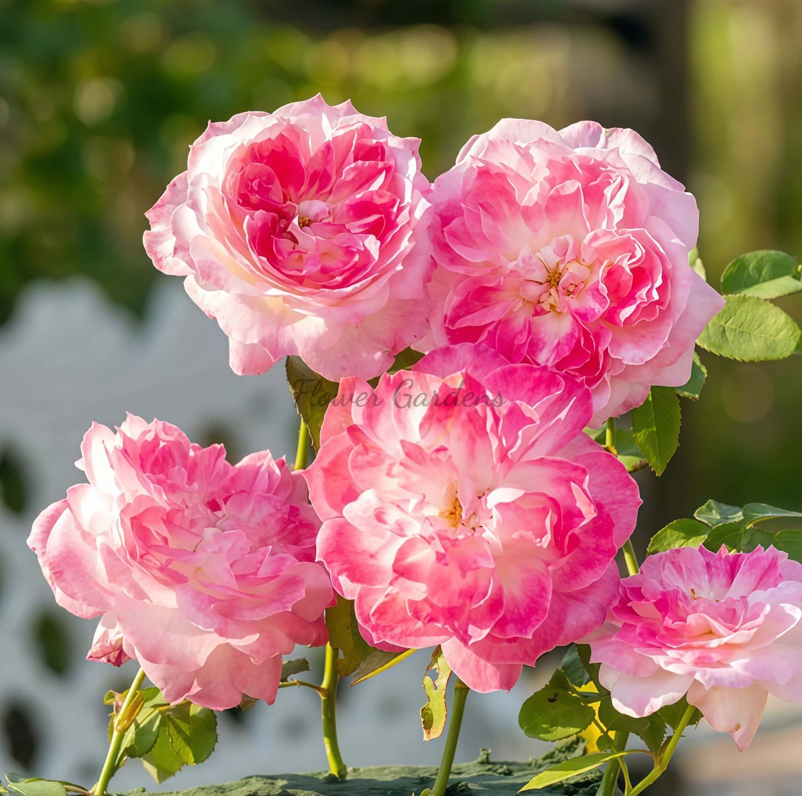 Zhijin Rose丨Flower Gardens