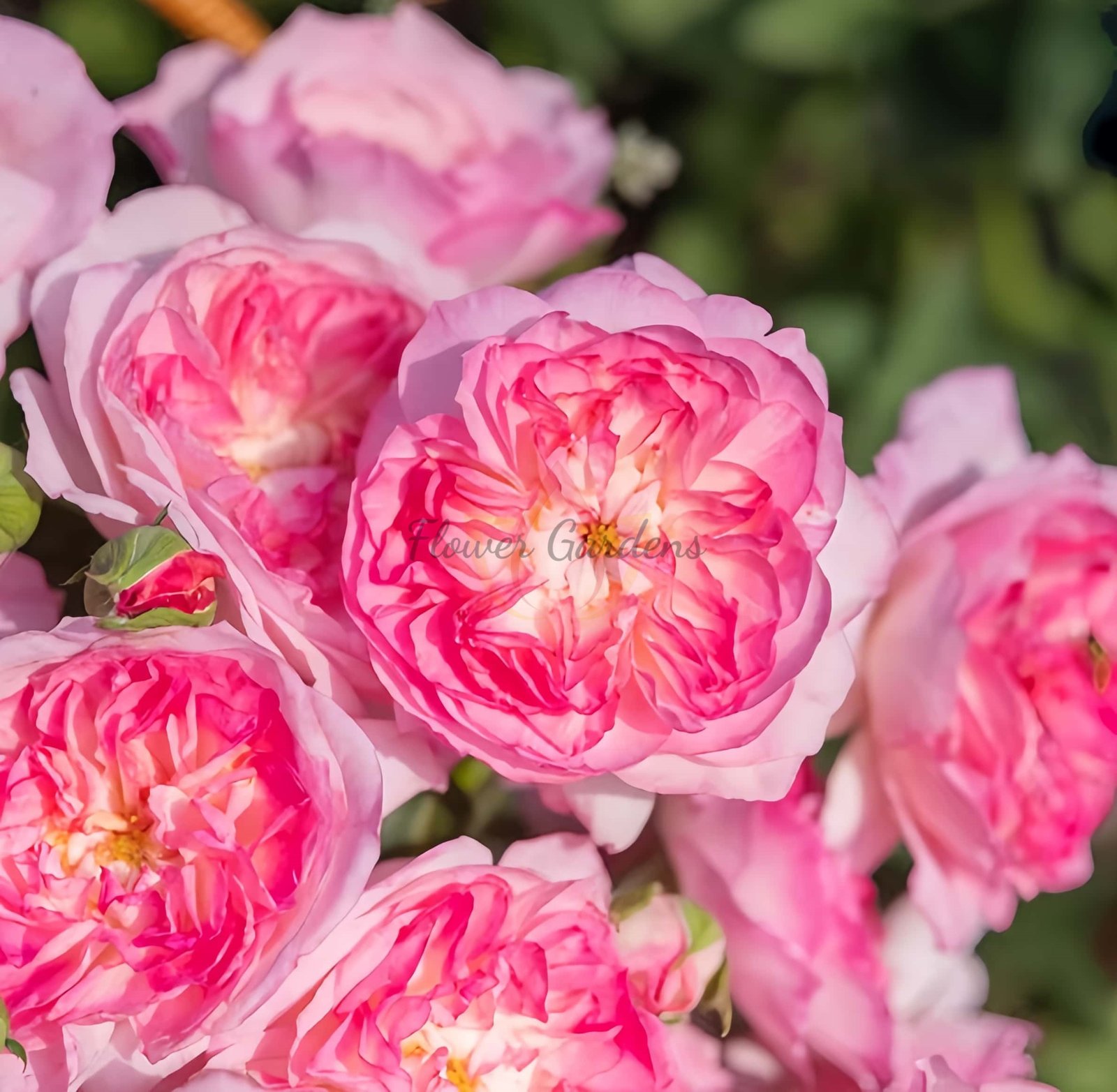 Zhijin Rose plant丨Flower Gardens