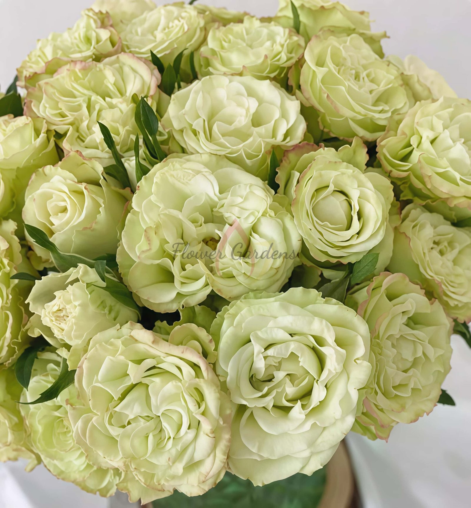 Zhuyun Rose for sale丨Flower Gardens