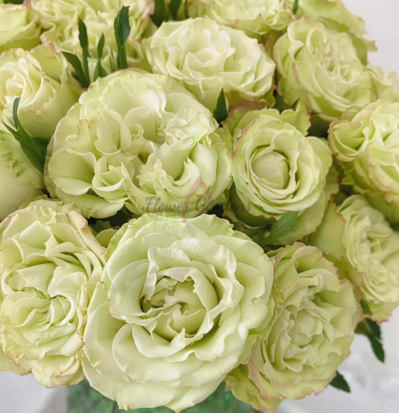 Zhuyun Rose丨Flower Gardens