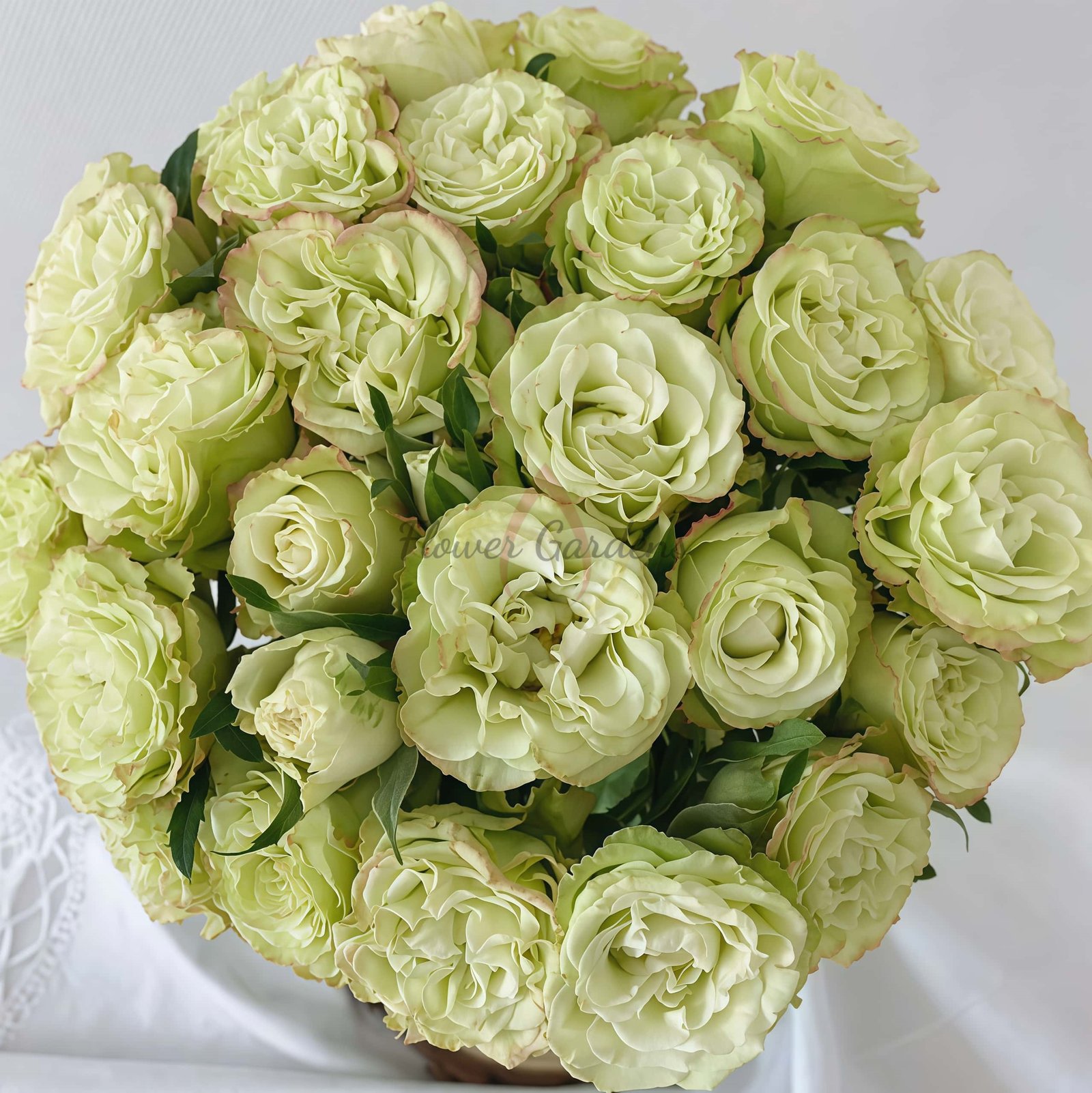 Zhuyun Rose plant丨Flower Gardens