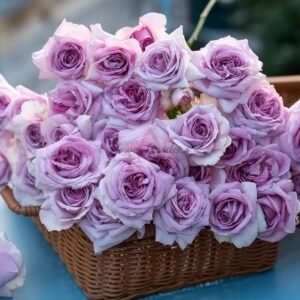 Ziyuan Rose丨Flower Gardens