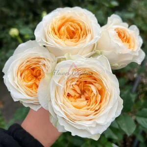 guanghui Rose for sale丨Flower Gardens