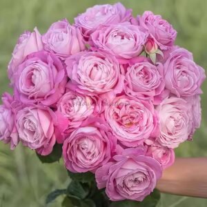 ji He Rose丨Flower Gardens