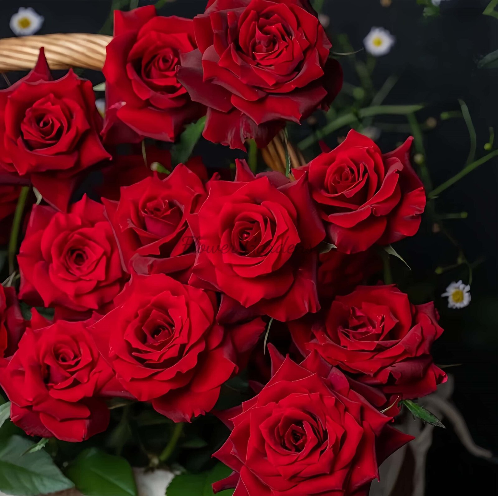 jiangmeijiu Rose丨Flower Gardens