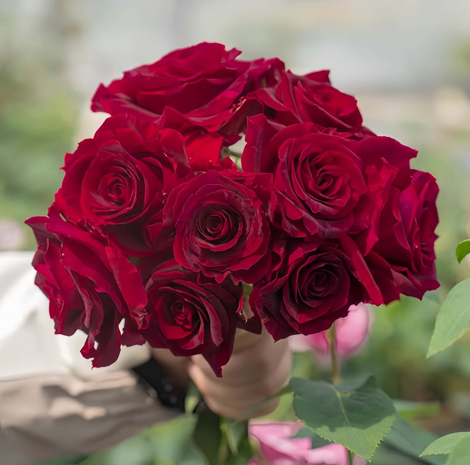 jiangmeijiu Rose plant丨Flower Gardens