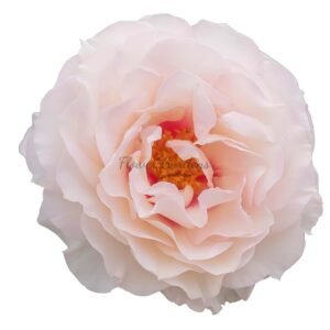 jianqiu Shui Rose plant丨Flower Gardens