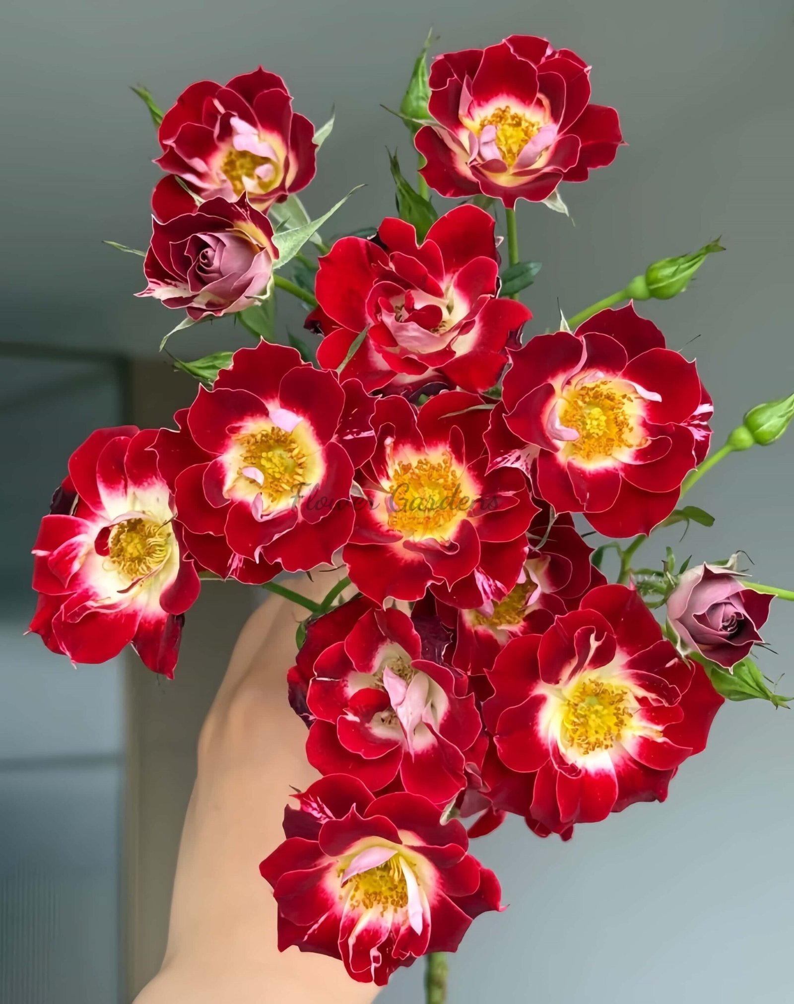 little Artist Rose丨Flower Gardens