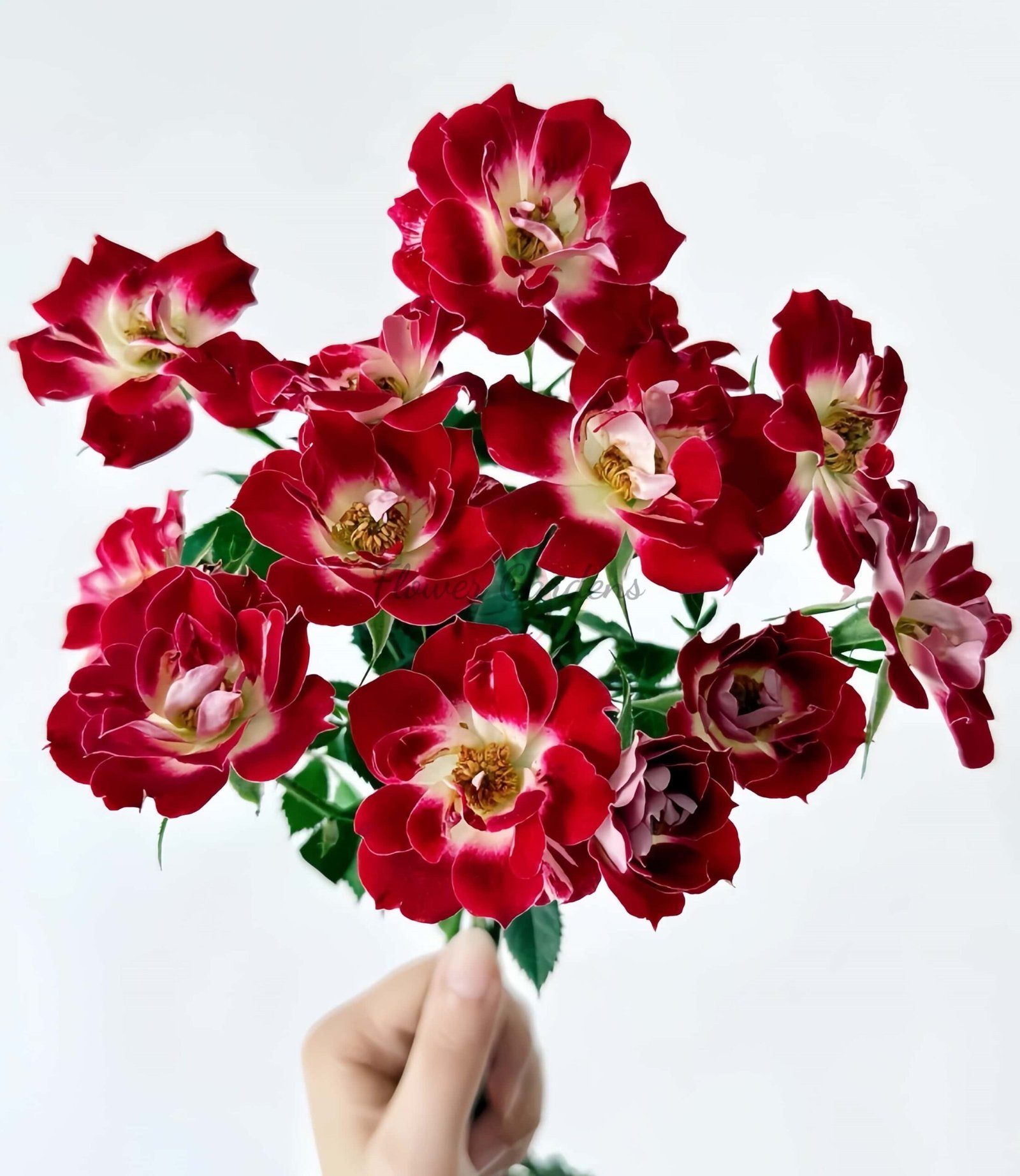 little Artist Rose for sale丨Flower Gardens