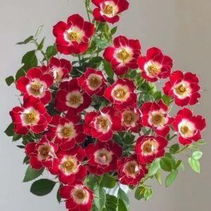 little Artist Rose丨Flower Gardens