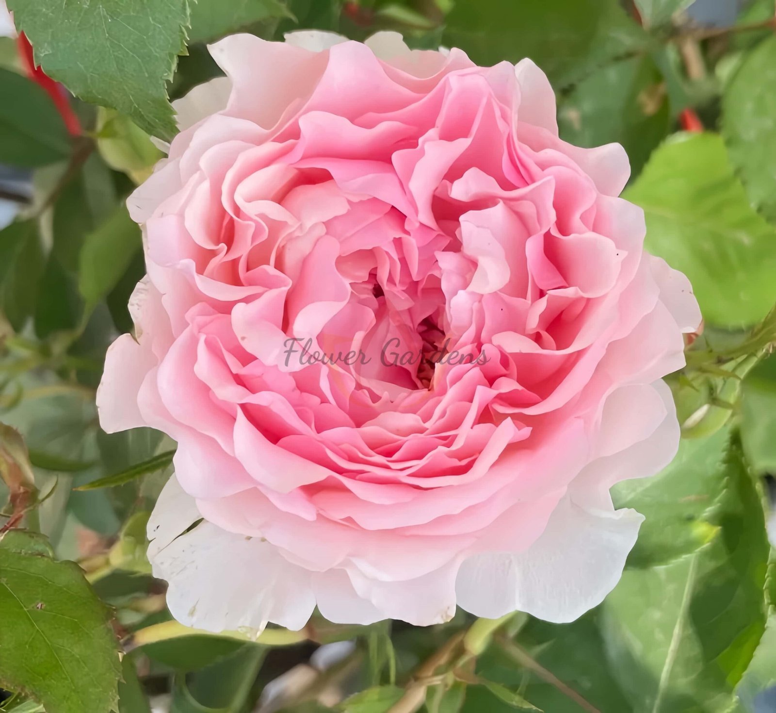 robe decolletee Rose for sale丨Flower Gardens