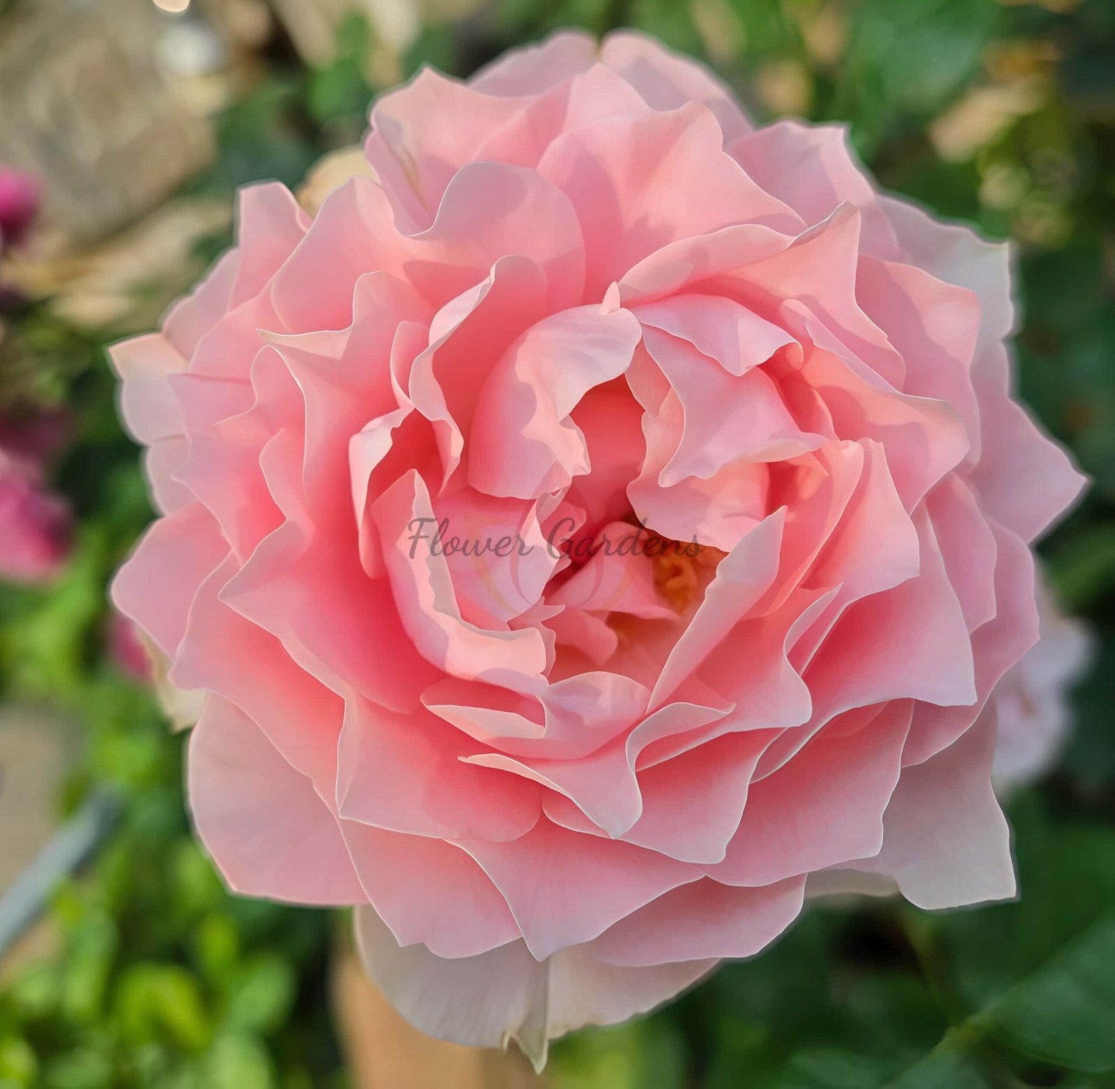 robe decolletee Rose丨Flower Gardens