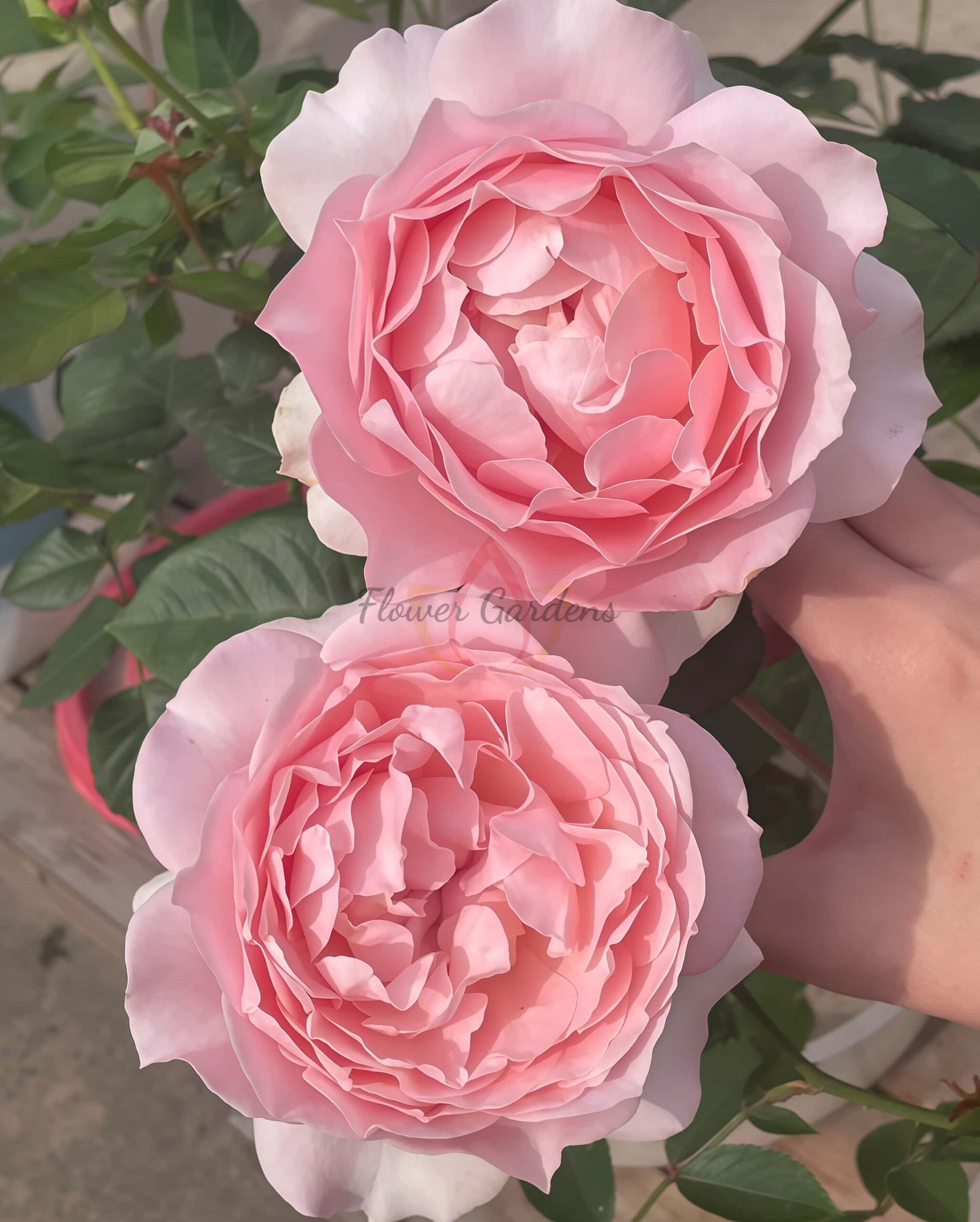 robe decolletee Rose plant丨Flower Gardens