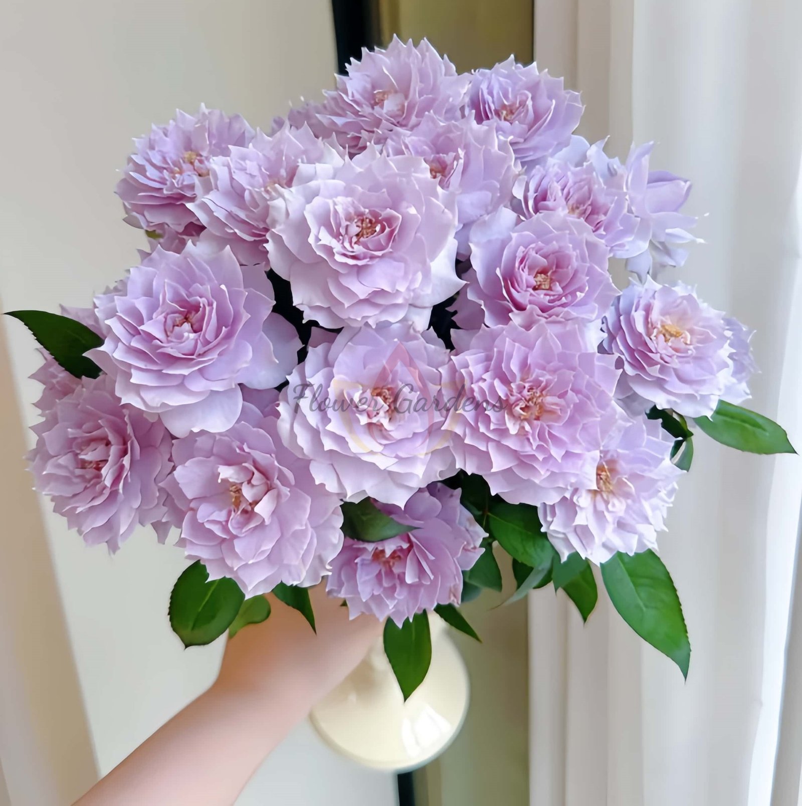 zi yue guang Rose丨Flower Gardens